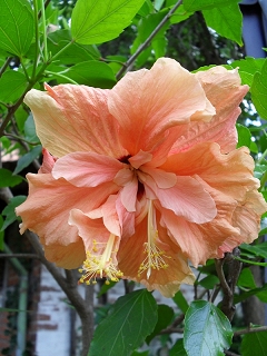 Hibiscus Classic Salmon